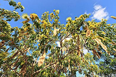 《红白 蕾斯莱莉娅娜的炼金工房》新预告 美女帅哥战怪物